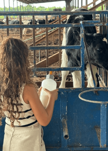 מסיק הזיתים במשק דוגמא