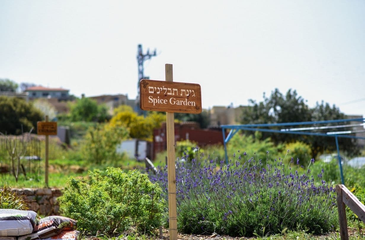 חוות רום על הר כמון