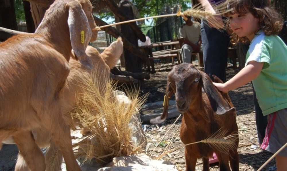 atr-ein-yael-active-museum-4