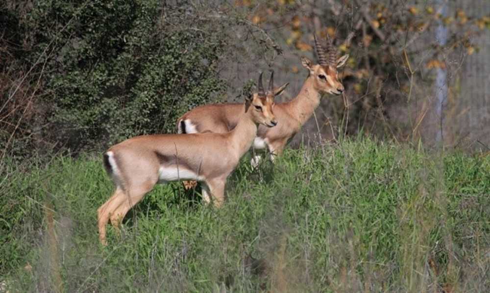 צילום: פארק עמק הצבאים